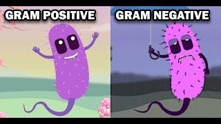 GRAM POSITIVE VS GRAM NEGATIVE BACTERIA [upl. by Enillebyam]