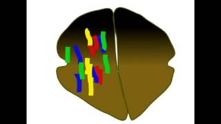 POLYPLOIDY [upl. by Orest]