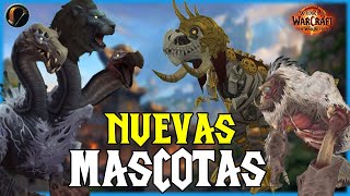 🐯 Las MASCOTAS mas CHULAS para CAZADOR 🏹  The War Within [upl. by Cadman]