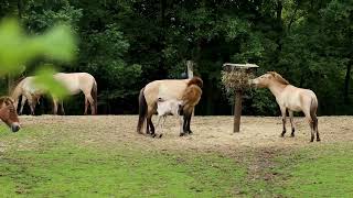 GaiaZOO Przewalskipaard geboren [upl. by Dene897]