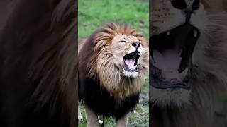 Abhi to bol raha tha ki mai Savaser hu ￼😂 shorts funny funnyvideo lion [upl. by Yeslek]