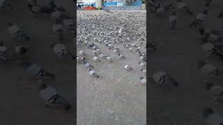 Kabooter hi kabooters by NA pigeons makkah feeding fyp fypage fypシ゚viral shorts shortsviral [upl. by Syramad]