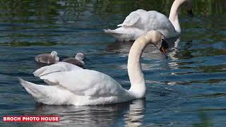 SWAN FAMILY WITH TWO CYGNETS PITFOUR LAKE [upl. by Kendry599]