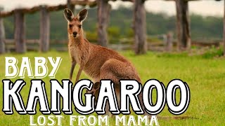 Baby kangaroo lost from mama shorts [upl. by Thurmond]