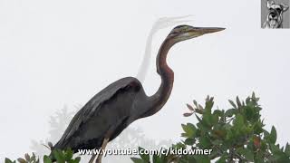 Bird Call Wild PURPLE HERON Singapore [upl. by Ynobe149]