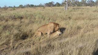 Lions Mating at Pom Pom Camp  Couple B  1  Okavango Delta  Botswana [upl. by Milburt593]