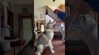 How to trick Alaskan Malamutes dogtraining barfdiet alaskan malamutes [upl. by Serica]