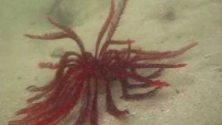 Walking crinoid [upl. by Luaped327]