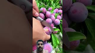 fruit naturallifeb satisfying naturalclips fruitcutting naturelife gardening plants nature [upl. by Nats]