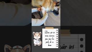 Faire un bandage sur l’articulation d’un chien ou d’un chat [upl. by Greerson]