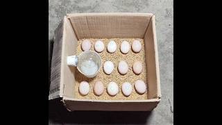 Stages of hatching chicken eggs [upl. by Reagen]