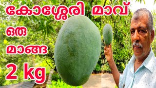 2 കിലോ തൂക്കം വരുന്ന കോശ്ശേരി മാങ്ങ kosseri mango Kosseri mango tree kosseri mango plant [upl. by Mauldon789]