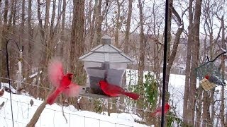 Winter Birds Feeding Frenzy Cats LOVE It [upl. by Kallick36]