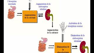 METABOLISME PHOSPHOCALCIQUE PARTIE 3 [upl. by Hornstein403]