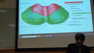 CNS anatomy L2 p5 [upl. by Ielak590]