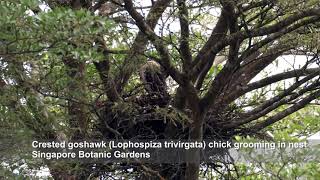 Crested goshawk Lophospiza trivirgata chick groom nestSingapore Botanic Gardens nature birds [upl. by Cheyne]