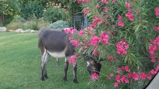 Wild Burros Trimming Lawns in Blue Diamond Nevada [upl. by Elvie]