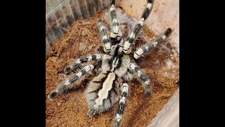 Poecilotheria Regalis [upl. by Sadoc]