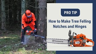 How To Make Tree Felling Notches And Hinges With A Chainsaw  Husqvarna [upl. by Langley]