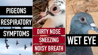 Pigeons Respiratory Symptoms Inflamed Wet Eye Dirty Nose Sneezing Noisy Breath [upl. by Anaic]