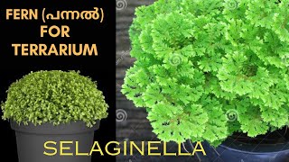 Selaginella Apoda the beautiful fern for terrarium Care and Propagation [upl. by Dud526]