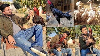 Home Breed Murga  Pathay Pathian aur Chozay  Mianwali Aseel Farm 2023 [upl. by Nillor654]