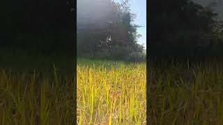 Guti dhan   ramen danah  nature trendingshorts viralshorts assam farming reels sky [upl. by Miner]