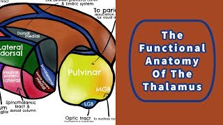 The Functional Anatomy of the Thalamus [upl. by Amlet132]