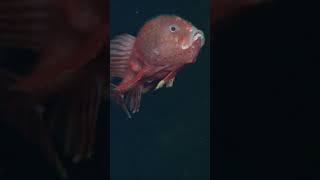 Swimming into your feed with the deepsea anglerfish Chaunacops coloratus [upl. by Erodavlas]