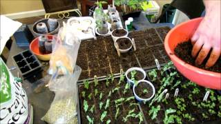 A Complete Guide to Seed Starting Peas Container amp Ground Planting Fertilizing Frost amp Rabbits [upl. by Adine]