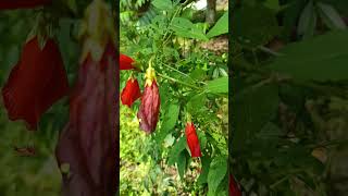 Malvaviscus arboreus is a species of flowering plant in the hibiscus family Malvaceae [upl. by Borer]