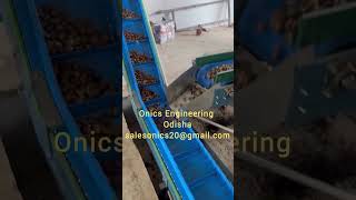 Multi line conveyor for cashew processing food machine [upl. by Hnahk959]