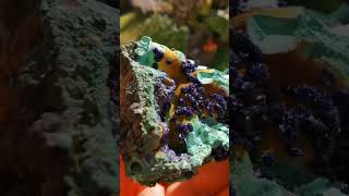 Azurite malachite and limonite associationlike azurite art [upl. by Dawson]