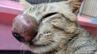 Removing An Immense Cuterebra From Kittens Nose Part 52 [upl. by Enitsenrae]