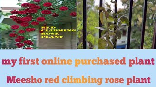 my first online purchased plant ☘️meesho red climbing rose plant unboxing and review  youtube [upl. by Noreg]