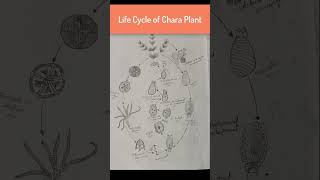 Life cycle of chara plant Plant Diversity botany [upl. by Timrek]