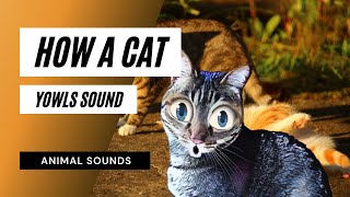 How A Cat Yowls Sound  how a cat yowls sound  sound effect  animation [upl. by Hairabez512]