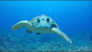 quotBest Diving in Belize Loggerhead Turtle Hawksbill Turtle” [upl. by Aaronson]