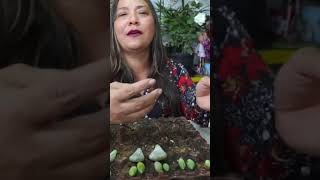 Manera correcta de sacar las hojas de las suculentas para reproducirlas plantas jardin [upl. by Buxton678]