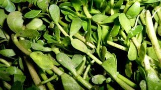 Heals Alzheimers disease amp memory loss  Bacopa monnieri Plant Brahmi [upl. by Nyleek195]