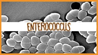 Enterococcus E Faecalis amp E Faecium [upl. by Edgard565]