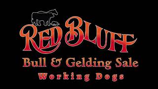 RED BLUFF BULL amp GELDING  STOCK DOGS Day 1 2024 [upl. by Ydrah]