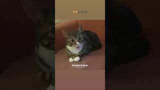 singingcat ai cat viralshorts viralvideo catshorts kattenfilmpjes kattenvideos [upl. by Aneerhs]