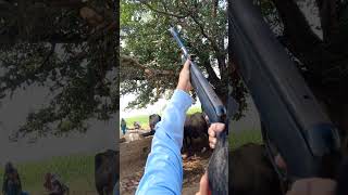 Itna Acha nishana per Afsoos hota hai Aisa bhi explore birdhunting huntting shortvedeo [upl. by Yoccm]