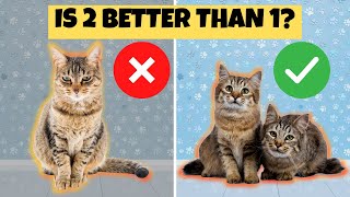 Why You Should Adopt 2 Cats Instead of 1 [upl. by Alieka]