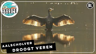 Aalscholver droogt zijn vleugels Zelf Geschoten  Vroege Vogels [upl. by Elo859]