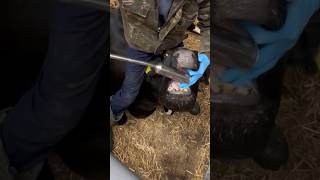 Delivers a bolus directly to the stomach cows cowvideos veterinary [upl. by Adelle]