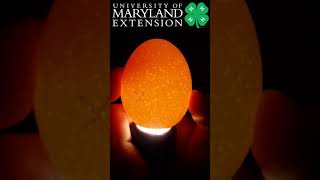 Egg Candling Day 1 [upl. by Ahsitahs]