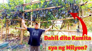 Langka Farmer Instant Kumita ng Milyon Secrets Revealed [upl. by Roinuj]