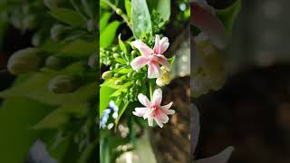 Combretum indicum a stunning display of natures vibrant beauty shortvideo flowers nature [upl. by Etteragram]